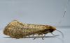 Nematopogon swammerdamella